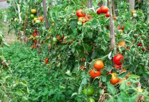 Tips to Grow Tomatoes at Home