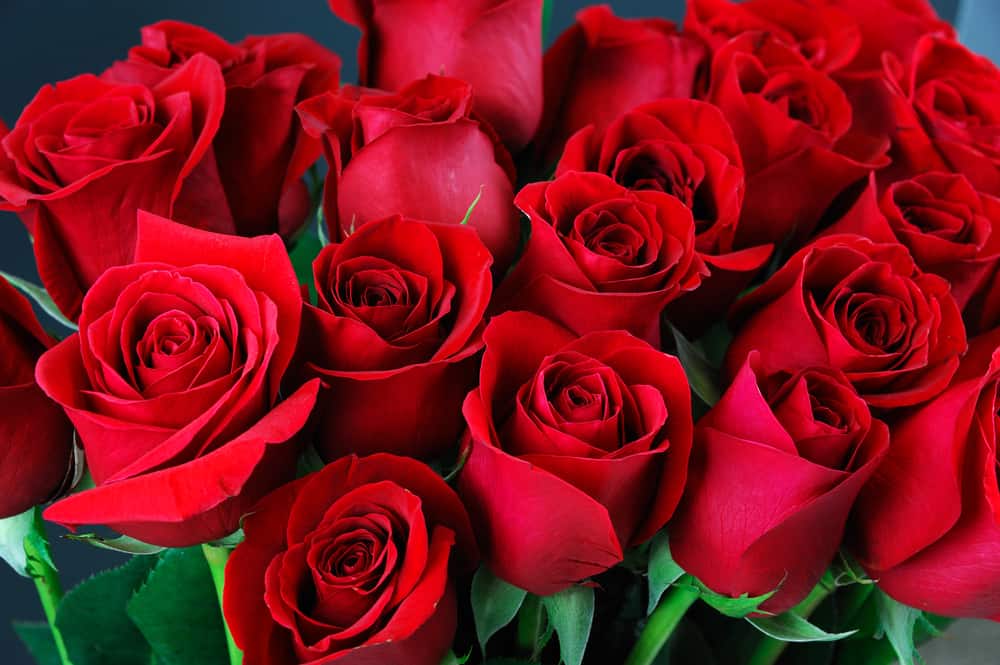 Modern Roses - Different Types of Roses with Names and Pictures