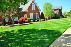 Basics of Lawn Maintenance