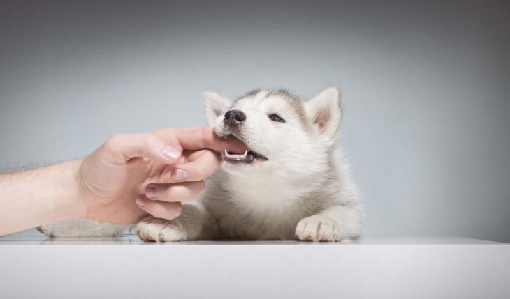 How to Stop Your Puppy From Biting
