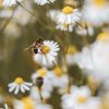 bees are important for garden