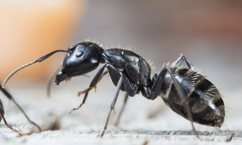Getting Rid of Black Ants in the Kitchen