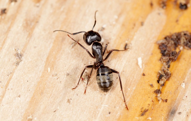 How to Get Rid Of Carpenter Ants in the Kitchen