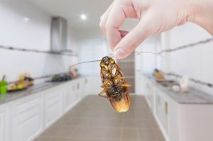 Tips To Deal With Household Pests