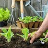 How to Start a New Vegetable Garden