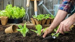 How to Start a New Vegetable Garden