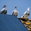 Pigeons Nest Under My Solar Panels