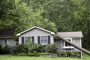 Tree Falls On Your House