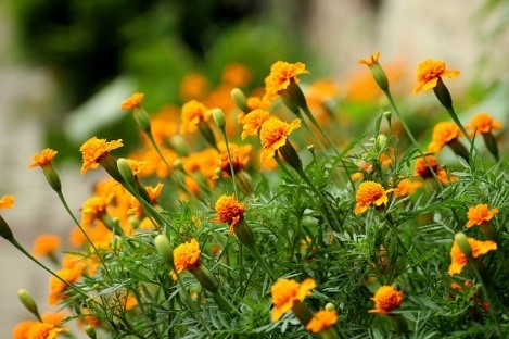 marigold growing tips