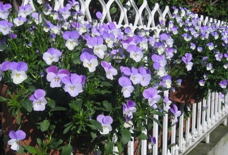 pansy growing tips