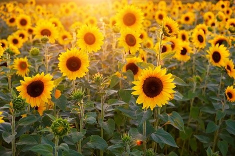 sunflowers growing tips 1